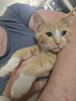 Gus -  Domestic Short Hair Cat for Adoption in Winnipeg, Manitoba - Gus | PetCurious