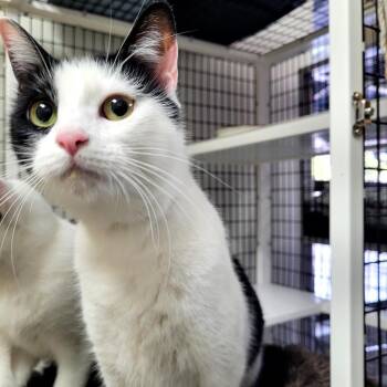 Domestic Short Hair Cats Available for Adoption in Belfair, Washington - Aurora | PetCurious