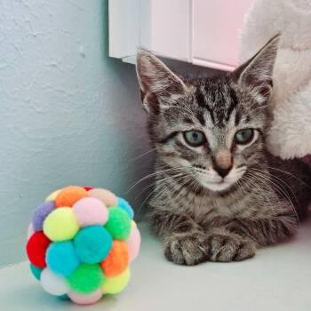 Domestic Short Hair and Tabby Cats Available for Adoption - Hector Faith | PetCurious