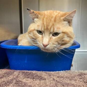 Tabby Cats Available for Adoption in Thayne, Wyoming - Homer | PetCurious