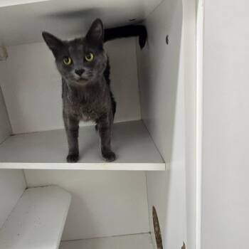 Rescue Domestic Short Hair Cats for Adoption in Jasper, Indiana - Ashanti | PetCurious