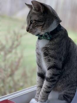 Rescue Tabby Cats for Adoption in Nacogdoches, Texas - BOBA | PetCurious