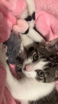 Goose -  Domestic Short Hair Cat for Adoption in Effingham, Illinois - Goose | PetCurious