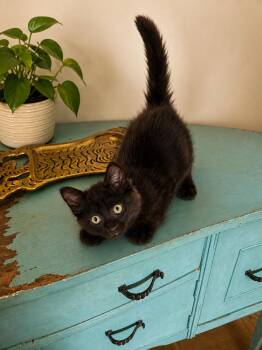 Kojo -  Domestic Medium Hair Cat for Adoption in Santa Cruz, California - Kojo | PetCurious