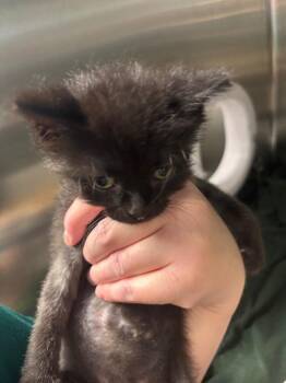 Wizard of Oz -  Domestic Short Hair Cat for Adoption in Bloomington, Indiana - Wizard Of Oz | PetCurious