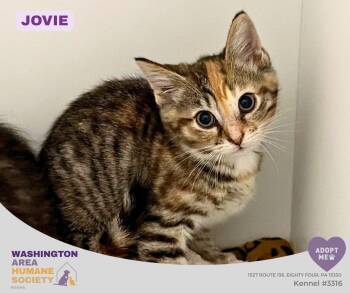 Jovie -  Domestic Short Hair Cat for Adoption in Eighty Four, Pennsylvania - Jovie | PetCurious