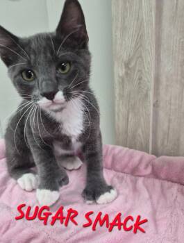 Sugar Smack -  Domestic Short Hair Cat for Adoption in Rome, Georgia - Sugar Smack | PetCurious