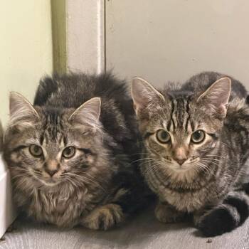 Chloe -  Domestic Long Hair Cat for Adoption in Escondido, California - Chloe | PetCurious