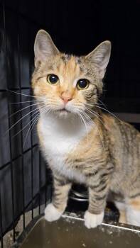 Rescue Domestic Short Hair Cats for Adoption in Kenhorst, Pennsylvania - Carina | PetCurious