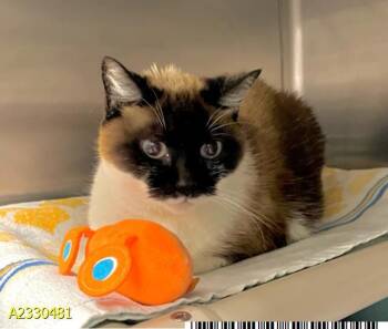 Domestic Short Hair Cats Available for Adoption - CLEO | PetCurious