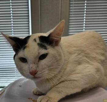Bojack -  Domestic Short Hair Cat for Adoption in Lafayette, Indiana - Bojack | PetCurious
