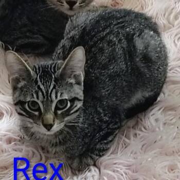 Rex -  Domestic Short Hair Cat for Adoption in Spokane, Washington - Rex | PetCurious