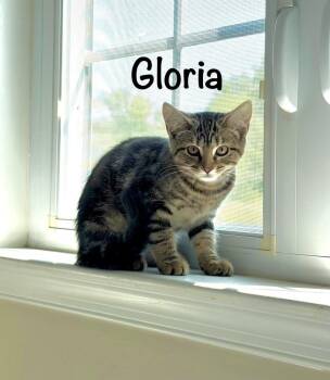 Gloria (Telford Litter) -  Domestic Short Hair Cat for Adoption in Telford, Pennsylvania - Gloria (Telford Litter) | PetCurious