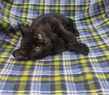 Pepper -  Domestic Short Hair Cat for Adoption in Little Rock, Arkansas - Pepper | PetCurious
