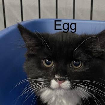 Egg -  Domestic Long Hair Cat for Adoption in Wappingers Falls, New York - Egg | PetCurious