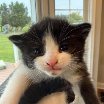 Domestic Short Hair Cats Available for Adoption - Rabbit (In Chestertown, MD) | PetCurious