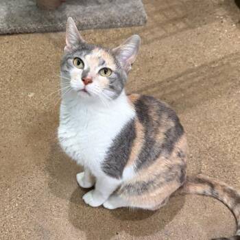 Lana (c2026) -  Domestic Short Hair Cat for Adoption in Skokie, Illinois - Lana (c2026) | PetCurious