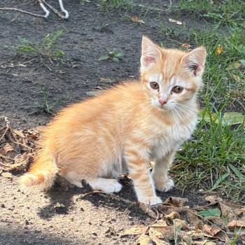 Found Viola Rd NE Rochester MN (Alfredo) -  Domestic Short Hair Cat for Adoption in Rochester, Minnesota - Found Viola Rd NE Rochester MN (Alfredo) | PetCurious