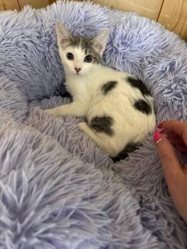 Domestic Short Hair Cats Available for Adoption - TayTay | PetCurious