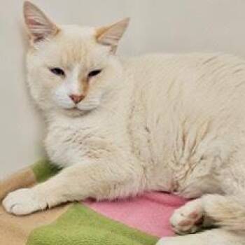 Meow -  Siamese Cat for Adoption in Green Valley, Arizona - Meow | PetCurious