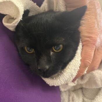 Mister Hisser -  Domestic Short Hair Cat for Adoption in Morganton, North Carolina - Mister Hisser | PetCurious