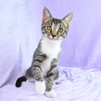 Rescue Domestic Short Hair Cats for Adoption in Mobile, Alabama - Elsie | PetCurious