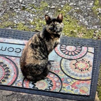 Tree Sap -  Domestic Short Hair Cat for Adoption in Greensboro, North Carolina - Tree Sap | PetCurious