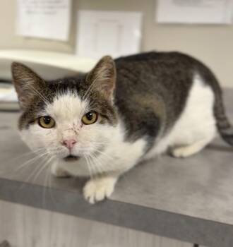 Bell Boy -  Domestic Short Hair Cat for Adoption in Bemidji, Minnesota - Bell Boy | PetCurious