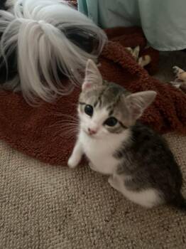 Tiger -  Domestic Short Hair Cat for Adoption in Highland, New York - Tiger | PetCurious