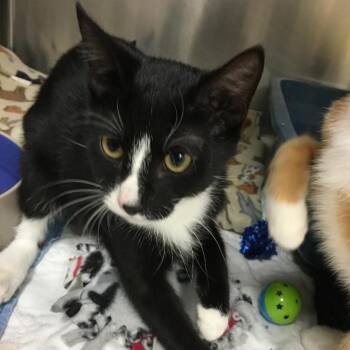 Domestic Short Hair Cats Available for Adoption in Evansville, Indiana - Goblin | PetCurious