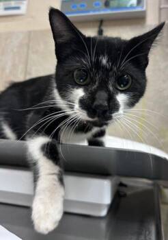 Domestic Short Hair Cats Available for Adoption in Honolulu, Hawaii - Watson | PetCurious