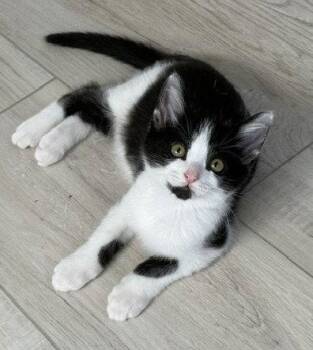 Kitten Napoleon -  Domestic Short Hair Cat for Adoption in Seal Beach, California - Kitten Napoleon | PetCurious