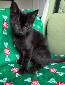 Domestic Short Hair Cats Available for Adoption in St. Helens, Oregon - 26-09 Ithaca | PetCurious