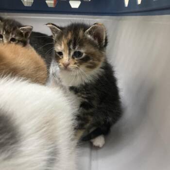 Fresno -  Domestic Short Hair Cat for Adoption in Galveston, Texas - Fresno | PetCurious