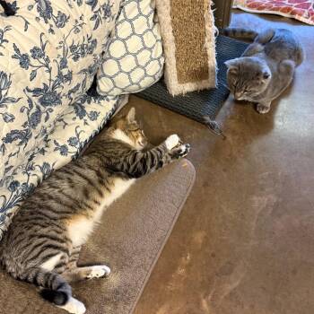 Pokey - Soft & Loves Cats -  Domestic Short Hair Cat for Adoption in Flagstaff, Arizona - Pokey - Soft & Loves Cats | PetCurious