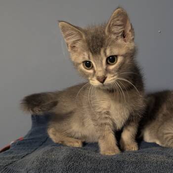 Rescue Domestic Short Hair Cats for Adoption in Portage, Michigan - Blaine & Pixie | PetCurious