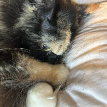 Willow (mama) -  Domestic Long Hair Cat for Adoption in Plano, Texas - Willow (mama) | PetCurious