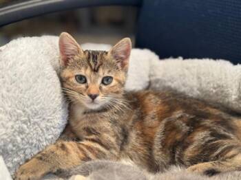 Rescue Domestic Short Hair Cats for Adoption in Millerstown, Pennsylvania - ATHENA | PetCurious