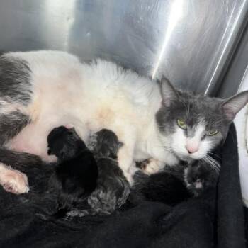 Domestic Short Hair Cats Available for Adoption - Niblet | PetCurious