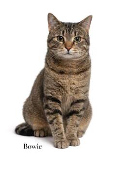 Domestic Short Hair Cats Available for Adoption in Stevensville, Michigan - Bowie | PetCurious