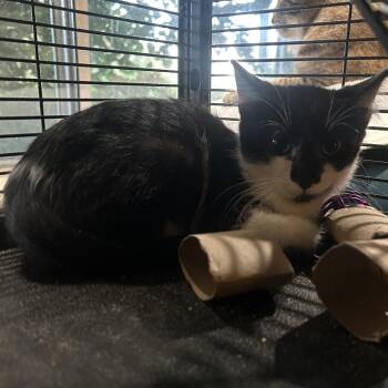 LLRF-Stray-142_2 -  Domestic Short Hair Cat for Adoption in Calimesa, California - LLRF-Stray-142_2 | PetCurious