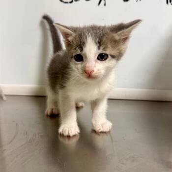 Lamb -  Domestic Short Hair Cat for Adoption in Cody, Wyoming - Lamb | PetCurious