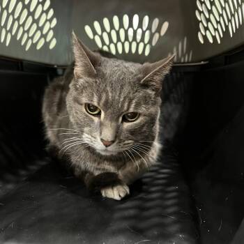Soft Toes -  Domestic Short Hair Cat Available for Adoption in Oak Park, Illinois - Soft Toes | PetCurious