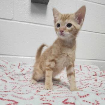 Buford -  Domestic Short Hair Cat for Adoption in Spruce Pine, North Carolina - Buford | PetCurious