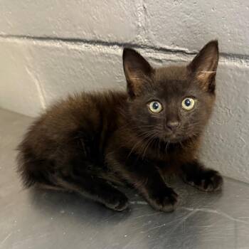 Domestic Short Hair Cats Available for Adoption in Tuscaloosa, Alabama - TUSC-Stray-84183 | PetCurious