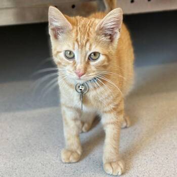 Mitchell Robinson -  Domestic Short Hair Cat for Adoption in Port Washington, New York - Mitchell Robinson | PetCurious