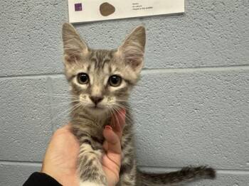 DEVIN -  Domestic Short Hair Cat for Adoption in Grand Prairie, Texas - DEVIN | PetCurious