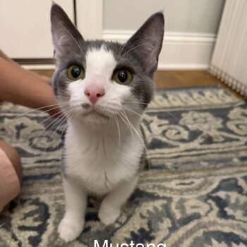 Mustang -  Domestic Short Hair Cat for Adoption in Murfreesboro, Tennessee - Mustang | PetCurious