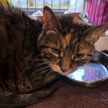 Louise -  Domestic Medium Hair Cat for Adoption in Allentown, Pennsylvania - Louise | PetCurious