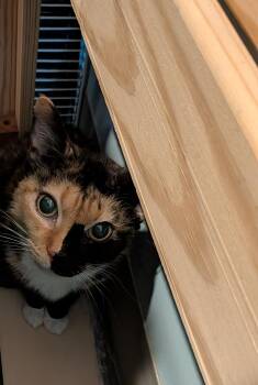 Domestic Short Hair Cats Available for Adoption - Callie | PetCurious